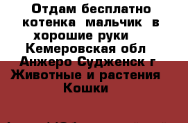 Отдам бесплатно котенка (мальчик) в хорошие руки.  - Кемеровская обл., Анжеро-Судженск г. Животные и растения » Кошки   